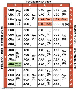 Genetic code table showing codons and corresponding amino acids