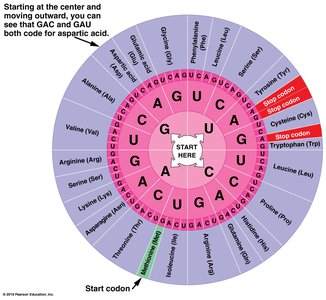 Genetic code table with start and stop codons highlighted