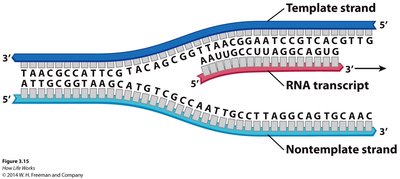 Transcription: Template and non-template strands with RNA transcript