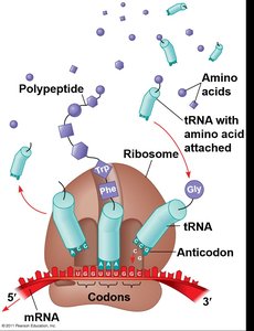 Translation: tRNA, anticodon, and ribosome