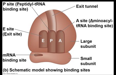 Ribosome structure with E, P, and A sites