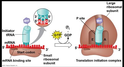 Translation initiation complex with start codon and initiator tRNA