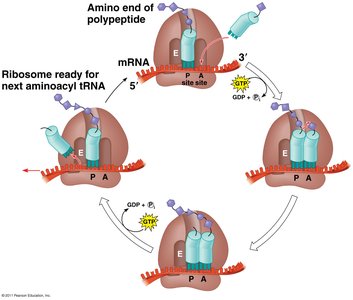 Translation elongation cycle: codon recognition, peptide bond formation, translocation