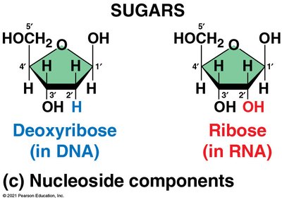 Deoxyribose vs Ribose sugars in DNA and RNA