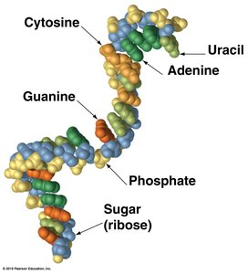 RNA structure with labeled bases and ribose