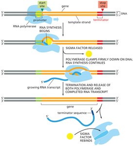 Transcription initiation and elongation with sigma factor and RNA polymerase