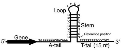 RNA hairpin structure in transcription termination