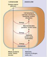 Diagram showing catabolism and anabolism in a cell