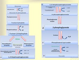 Detailed steps of glycolysis