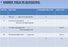 Table of energy yield in glycolysis