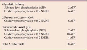 ATP yield from glycolysis, pyruvate oxidation, and TCA cycle