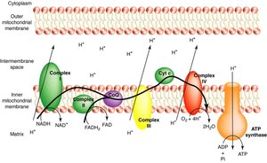 Electron transport chain and ATP synthesis