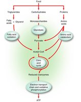 Overview of fermentation pathways
