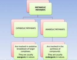 Classification of metabolic pathways: catabolic vs anabolic