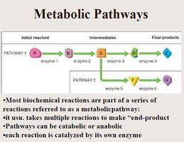 Diagram of metabolic pathways and enzyme catalysis