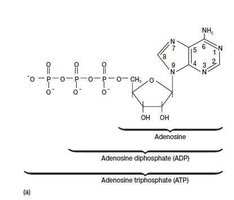 Structure of ATP, ADP, and adenosine