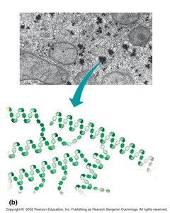 Glycogen structure in animals