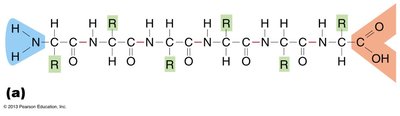 Primary protein structure