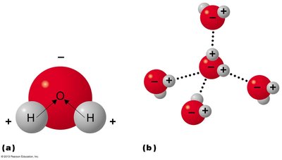 Hydrogen bonding in water