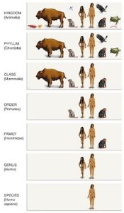 Eukaryotic kingdoms