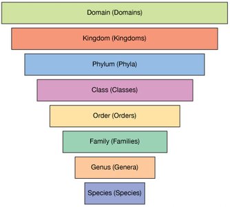 Taxonomic hierarchy mnemonic