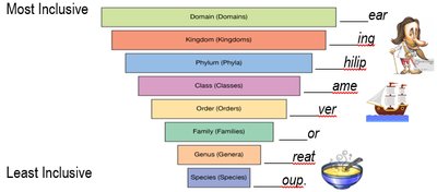 Taxonomic hierarchy diagram