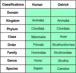 Taxonomic hierarchy diagram
