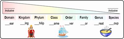 Taxonomic hierarchy diagram