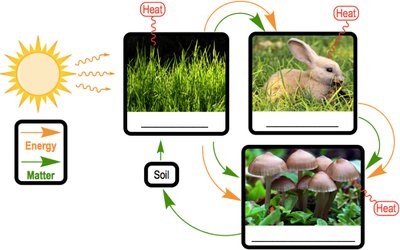 Energy flow in ecosystems