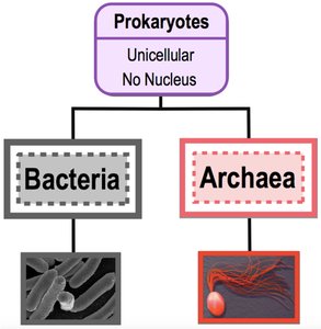 Archaea in extreme environments