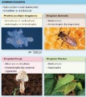Eukaryotic kingdoms