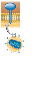 HIV structure and attachment to CD4+ T cell