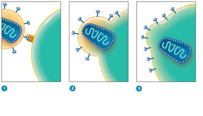 HIV attachment, fusion, and entry into CD4+ T cell