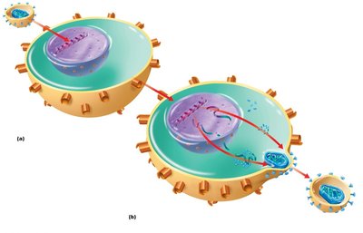 Latent and active HIV infection in CD4+ T cells