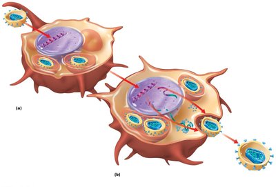 Latent and active HIV infection in macrophages and dendritic cells