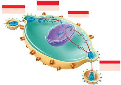Drugs that inhibit the HIV life cycle