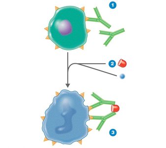 Tissue typing: serological method for HLA matching