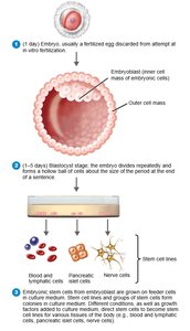 Development and differentiation of embryonic stem cells