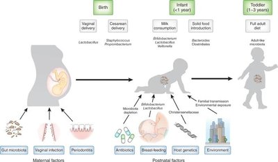 Microbiome development from birth to adulthood