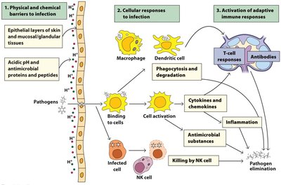 Physical and chemical barriers to infection