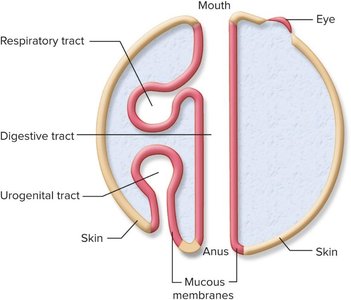 Diagram of mucosal tissues and microbiome locations