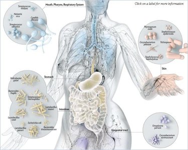 Human microbiome overview
