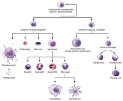 Hematopoietic cell differentiation chart
