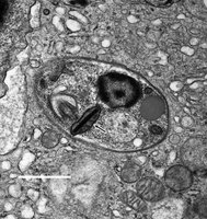 Leishmania cell