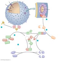 Formation of the membrane attack complex
