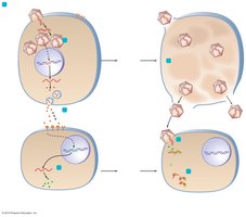 Mechanism of interferon action against viruses