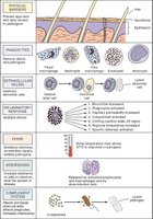 Mechanism of fever induction