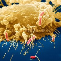 Macrophage engulfing E. coli