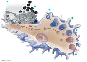 Diagram of phagocytosis steps