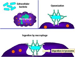 Opsonization and phagocytosis diagram